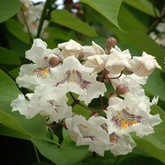 Western Catalpa